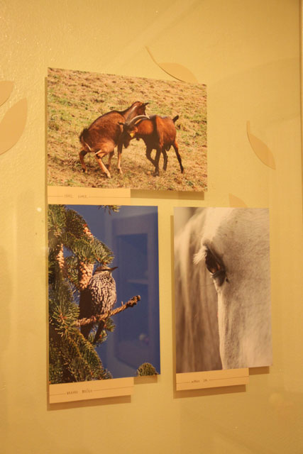 Podelitev Fotoextempore Kozjansko jabolko